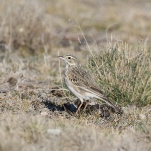 Anthus australis at Rendezvous Creek, ACT - 17 Aug 2019