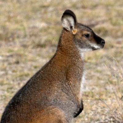 Notamacropus rufogriseus (Red-necked Wallaby) at Rendezvous Creek, ACT - 17 Aug 2019 by jbromilow50