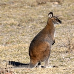 Notamacropus rufogriseus at Rendezvous Creek, ACT - 17 Aug 2019