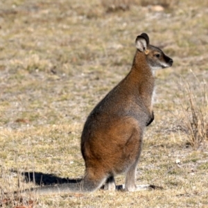 Notamacropus rufogriseus at Rendezvous Creek, ACT - 17 Aug 2019