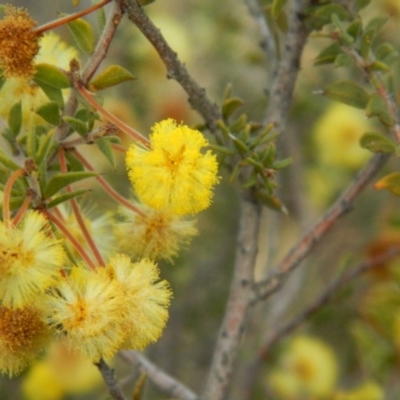 Acacia gunnii (Ploughshare Wattle) at Fadden, ACT - 21 Aug 2019 by MisaCallaway