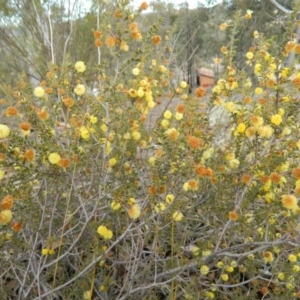 Acacia gunnii at Fadden, ACT - 21 Aug 2019