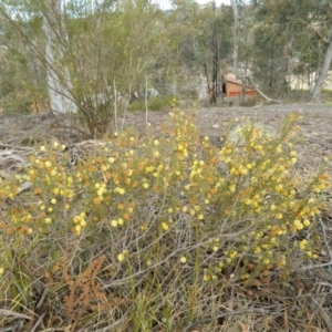 Acacia gunnii at Fadden, ACT - 21 Aug 2019