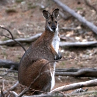 Notamacropus rufogriseus (Red-necked Wallaby) at Majura, ACT - 26 Jul 2019 by jb2602