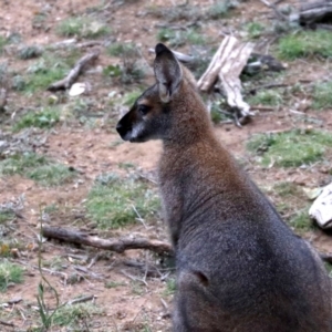 Notamacropus rufogriseus at Majura, ACT - 26 Jul 2019 04:32 PM