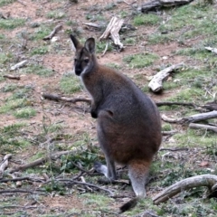 Notamacropus rufogriseus at Majura, ACT - 26 Jul 2019 04:32 PM