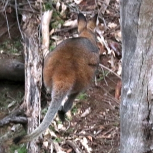 Notamacropus rufogriseus at Majura, ACT - 26 Jul 2019 04:32 PM