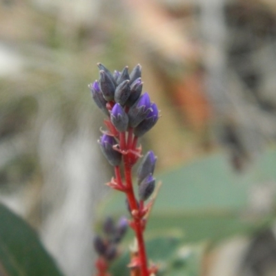 Hardenbergia violacea (False Sarsaparilla) at Fadden, ACT - 21 Aug 2019 by MisaCallaway