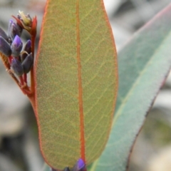 Hardenbergia violacea at Fadden, ACT - 21 Aug 2019