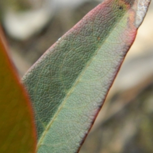 Hardenbergia violacea at Fadden, ACT - 21 Aug 2019