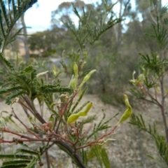 Acacia mearnsii (Black Wattle) at Fadden, ACT - 21 Aug 2019 by MisaCallaway