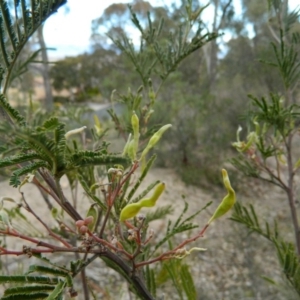 Acacia mearnsii at Fadden, ACT - 21 Aug 2019