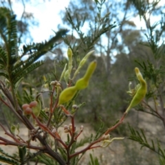 Acacia mearnsii at Fadden, ACT - 21 Aug 2019