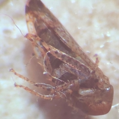 Cicadellidae (family) (Unidentified leafhopper) at Bega, NSW - 17 Aug 2017 by c.p.polec@gmail.com