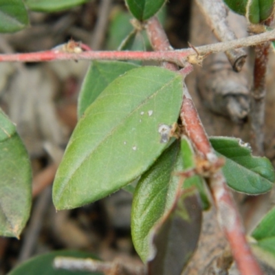 Cotoneaster rotundifolius (A Cotoneaster) at Fadden, ACT - 21 Aug 2019 by MisaCallaway