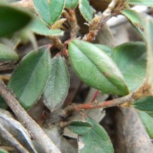 Cotoneaster rotundifolius at Fadden, ACT - 21 Aug 2019