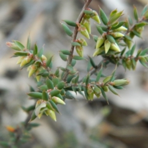 Melichrus urceolatus at Fadden, ACT - 21 Aug 2019