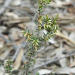 Melichrus urceolatus at Fadden, ACT - 21 Aug 2019