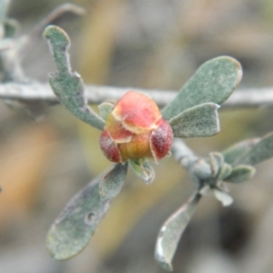 Hibbertia obtusifolia at Fadden, ACT - 21 Aug 2019 04:08 PM