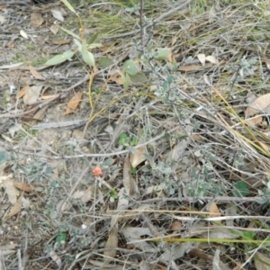 Hibbertia obtusifolia at Fadden, ACT - 21 Aug 2019 04:08 PM