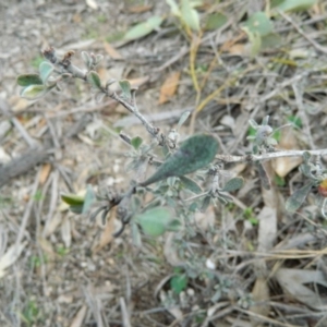 Hibbertia obtusifolia at Fadden, ACT - 21 Aug 2019 04:08 PM