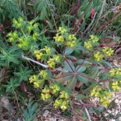 Euphorbia oblongata (Egg-leaf Spurge) at Fadden, ACT - 21 Aug 2019 by KumikoCallaway