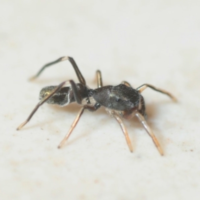 Myrmarachne luctuosa (Polyrachis Ant Mimic Spider) at Bega, NSW - 17 Aug 2019 by Harrisi