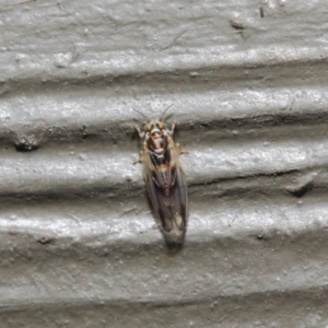 Psyllidae sp. (family) at Hackett, ACT - 19 Aug 2019