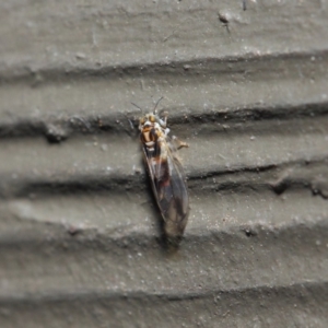 Psyllidae sp. (family) at Hackett, ACT - 19 Aug 2019