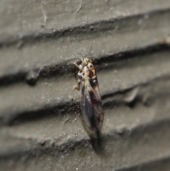 Psyllidae sp. (family) at Hackett, ACT - 19 Aug 2019 12:11 PM