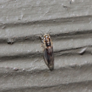 Psyllidae sp. (family) at Hackett, ACT - 19 Aug 2019