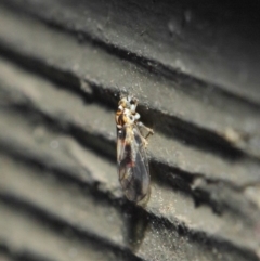 Psyllidae sp. (family) at Hackett, ACT - 19 Aug 2019 12:11 PM