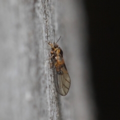 Psyllidae sp. (family) (Unidentified psyllid or lerp insect) at ANBG - 19 Aug 2019 by TimL