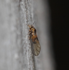 Psyllidae sp. (family) (Unidentified psyllid or lerp insect) at Acton, ACT - 19 Aug 2019 by TimL