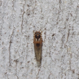 Psyllidae sp. (family) at Acton, ACT - 19 Aug 2019