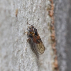 Psyllidae sp. (family) at Acton, ACT - 19 Aug 2019