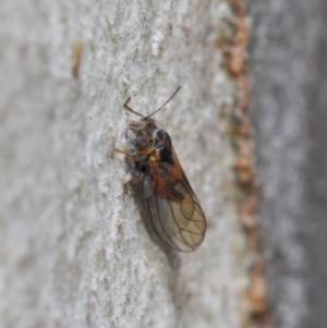 Psyllidae sp. (family) at Acton, ACT - 19 Aug 2019