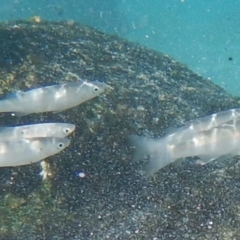 Unidentified Marine Fish Uncategorised at Bawley Point, NSW - 21 Aug 2019 by GLemann
