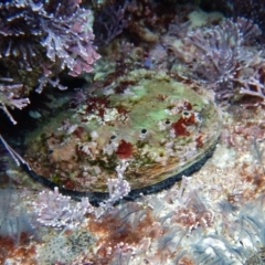 Haliotis rubra rubra (Blacklip Abalone) at Bawley Point, NSW - 21 Aug 2019 by GLemann