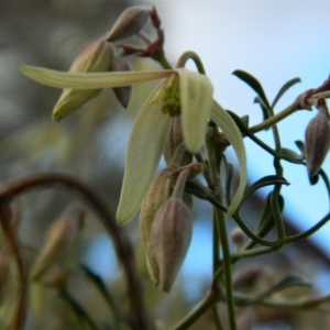 Clematis leptophylla at Fadden, ACT - 21 Aug 2019 04:06 PM