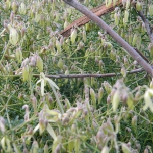 Clematis leptophylla at Fadden, ACT - 21 Aug 2019 04:06 PM