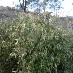 Clematis leptophylla at Fadden, ACT - 21 Aug 2019 04:06 PM