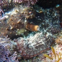 Octopus tetricus (Gloomy Octopus) at Bawley Point, NSW - 21 Aug 2019 by GLemann