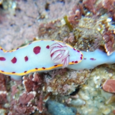 Hypselodoris bennetti (Hypselodoris bennetti) at Bawley Point, NSW - 21 Aug 2019 by GLemann