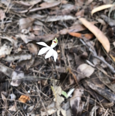 Caladenia catenata (White Fingers) at Pambula Beach, NSW - 22 Aug 2019 by DeanAnsell