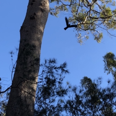 Calyptorhynchus lathami (Glossy Black-Cockatoo) at Pambula Beach, NSW - 21 Aug 2019 by DeanAnsell