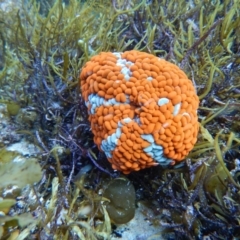 Phlyctenactis tuberculosa (Baked Bean Anemone) at Bawley Point, NSW - 21 Aug 2019 by GLemann