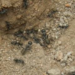 Camponotus aeneopilosus (A Golden-tailed sugar ant) at Fadden, ACT - 21 Aug 2019 by MisaCallaway