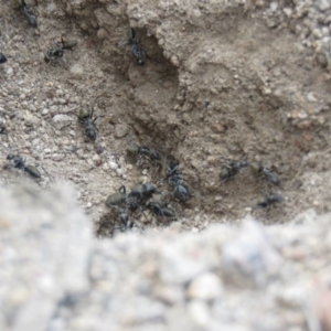 Camponotus aeneopilosus at Fadden, ACT - 21 Aug 2019