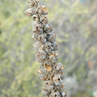 Verbascum thapsus subsp. thapsus (Great Mullein, Aaron's Rod) at Wanniassa Hill - 21 Aug 2019 by MisaCallaway